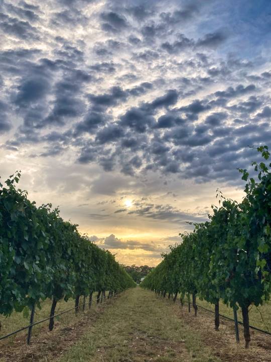 Anderson_Winery Vineyard
