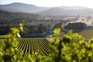 de bortoli wines vineyard yarra valley green vines hills