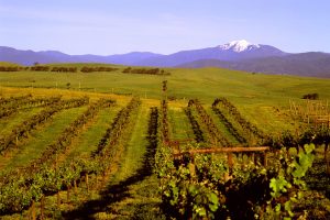Delatite Wines goulburn winery Victoria cellar door wine tasting cool climate shiraz