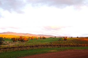 Delatite Wines goulburn winery Victoria cellar door wine tasting cool climate shiraz