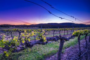 Taltarni Vineyard at Sunset