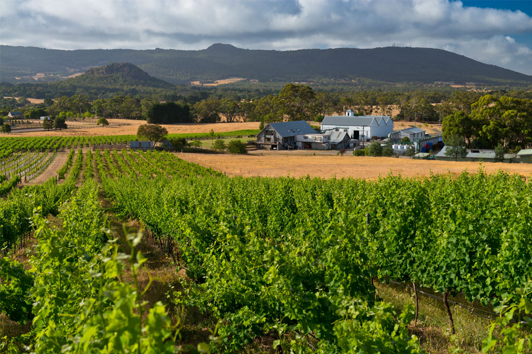Hanging Rock Winery vineyard view