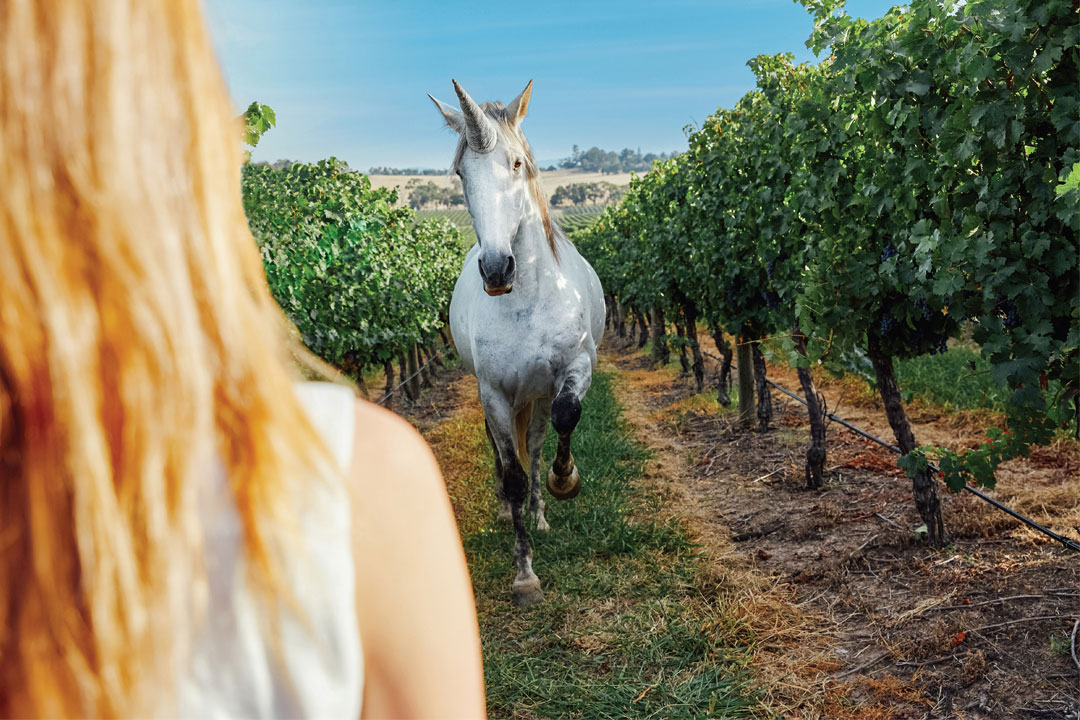 Helen & Joey Estate unicorn in vineyard