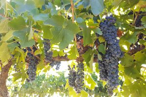 Lake Cooper Estate Great Dividing Range winery Heathcote vineyard award winning cool climate shiraz guided winery tour wine tasting