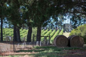 Leura Park Estate Geelong winery with tasting room and events