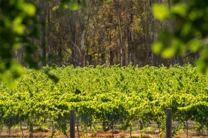 Longleat Estate Murchison wine Goulburn valley winery Melbourne Victoria wine tasting cellar door