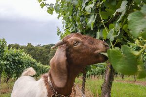 Mantons Creek Estate Mornington Peninsula winery vineyard with animals organic wine Melbourne