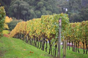 Ocean Eight winery mornington peninsula wine cellar shorham winery Victoria