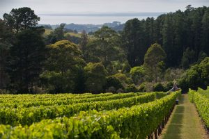 Prancing Horse Estate colourful horse wine yarra valley winery Red Hill Victoria cellar door