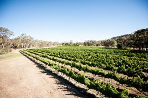 Harcourt Valley vineyard