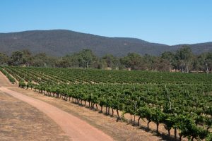 Mount Avoca vineyard