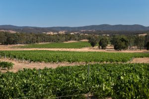 Summerfield vineyard