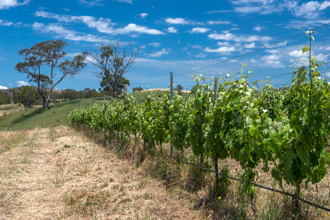 Sutton Grange vineyard vines and blue sky 