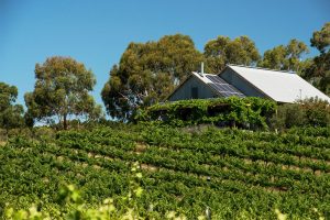 Zig Zag Road winery Drummond North Film Victoria Macedon Ranges winery tour family owned vineyard