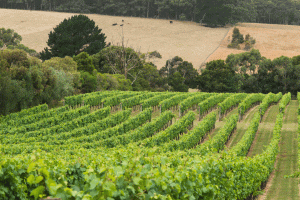 Morning Sun Vineyard WOV11