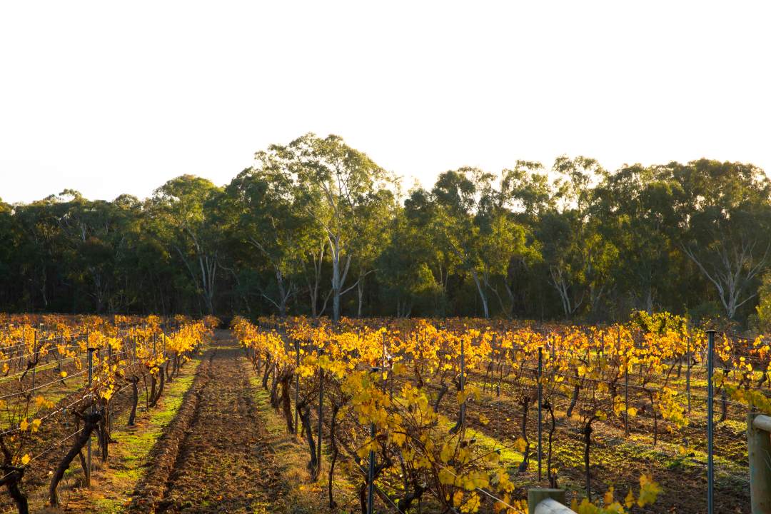 Byronsvale Vineyard & Accommodation-AutumnVineyard Byronsvale Vineyard & Accommodation-AutumnVineyard