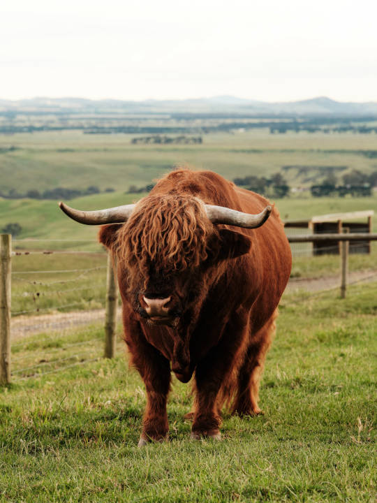 Marnong_Estate Farm Sunbury