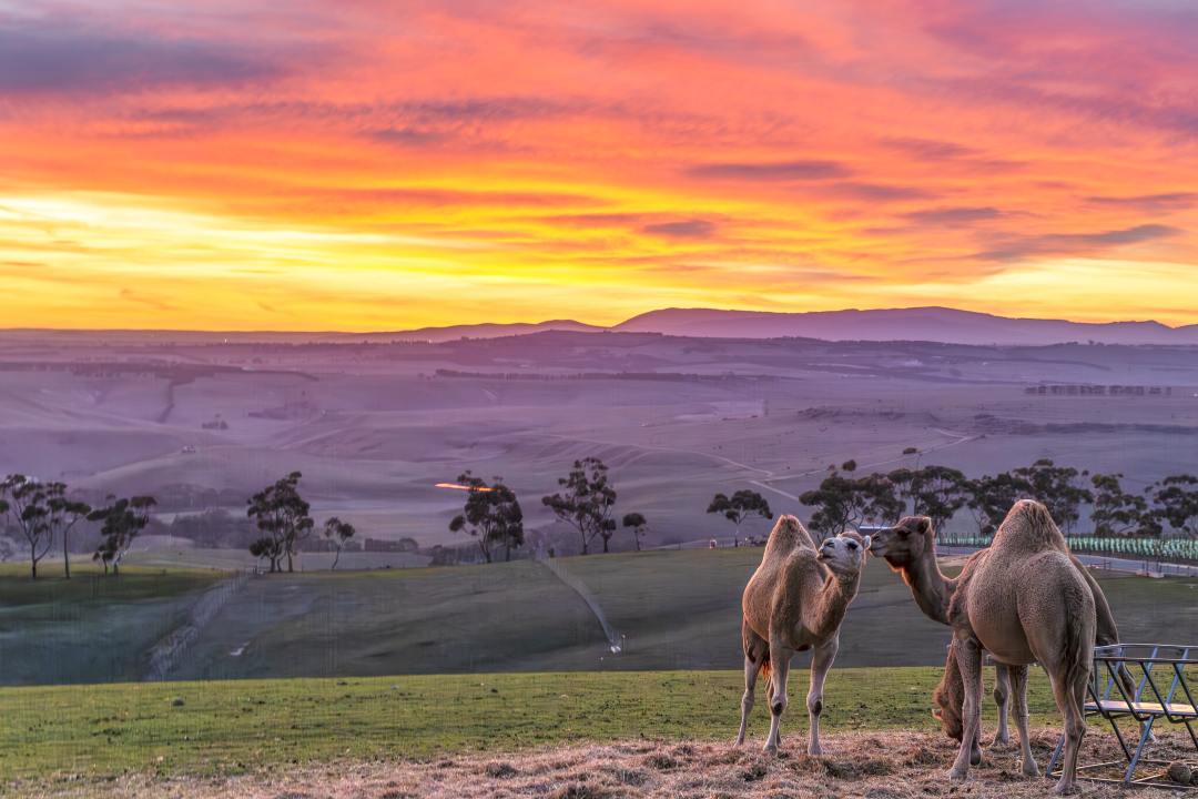 Marnong_Estate-camels Marnong_Estate Vineyard Sunbury