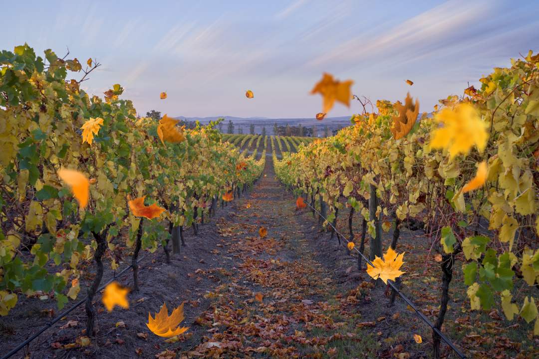 Marnong_Estate-vineyard Marnong_Estate Farm Sunbury