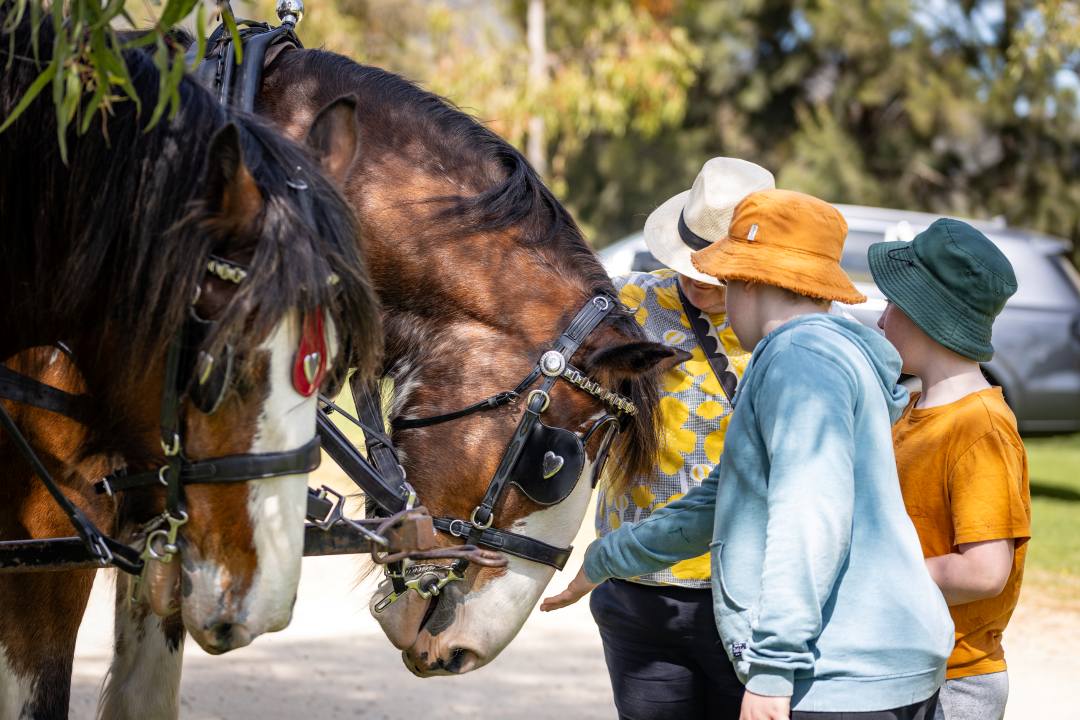 Baileys of Glenrowan Horse at Market Baileys of Glenrowan Horse at Market