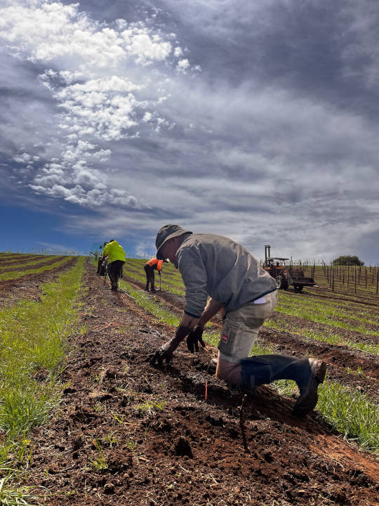 Fighting Gully Road Plantings Fighting Gully Road Plantings