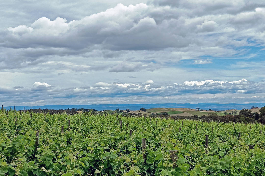 Willem_Kurt_Wines View