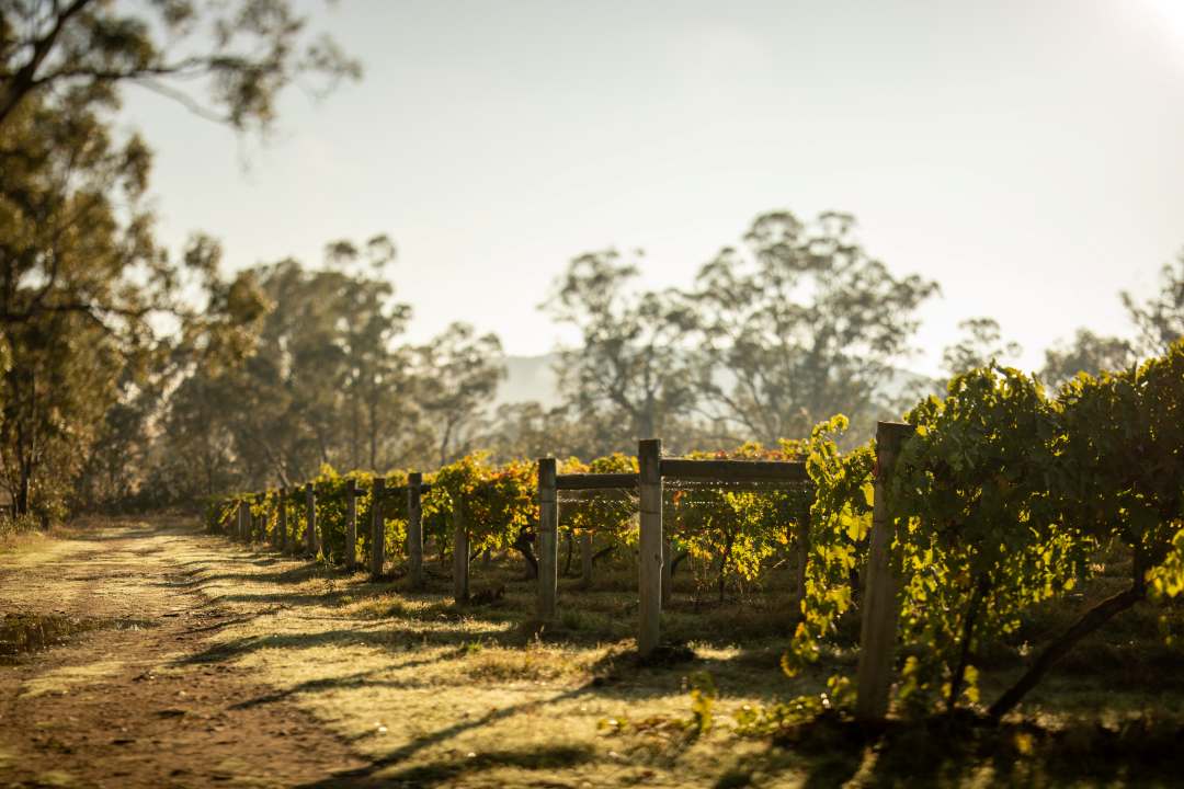 Heathcote Winery-vineyard Piano Piano Wines Sunset