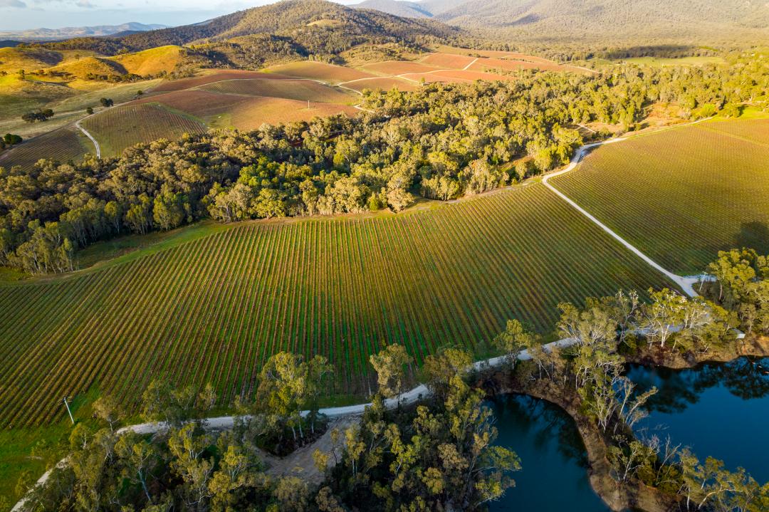 Blue Pyrenees Estate-Vineyard Blue Pyrenees Estate-Vineyard
