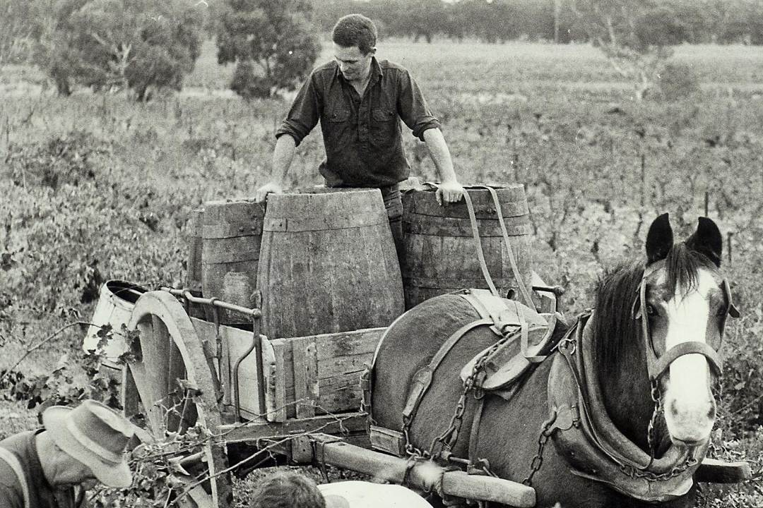 Beechworth Wine Region