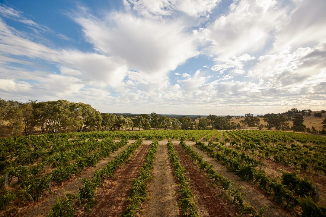 Jasper Hill - vines Blue Pyrenees Estate-Vineyard