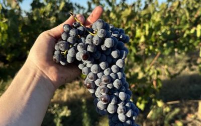 Buller Wines Vintage Wrap: Defined by Resilience